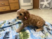 Nina , a female Cavapoo for sale in Thorp, WI – 8 of 10