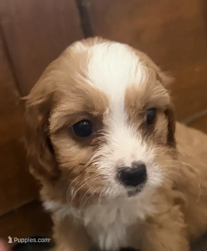 Bella – Cavapoo puppy for sale in Thorp, WI