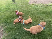 AKC Bruiser, a male Golden Retriever for sale in Thorp, WI – 5 of 5
