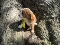 Rusty, a male Cavapoo for sale in Thorp, WI – 4 of 10
