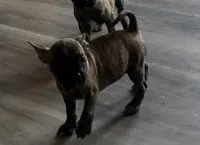 Violet, a female French Bulldog and Pug for sale in Thorp, WI – 10 of 10
