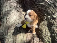 Rusty, a male Cavapoo for sale in Thorp, WI – 8 of 10