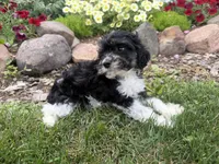Bill, a male Cavapoo for sale in Thorp, WI – 7 of 10