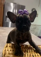 Violet, a female French Bulldog and Pug for sale in Thorp, WI – 3 of 10