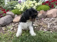 Bode, a male Cavapoo for sale in Thorp, WI – 6 of 10