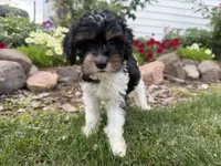 Bode, a male Cavapoo for sale in Thorp, WI – 7 of 10