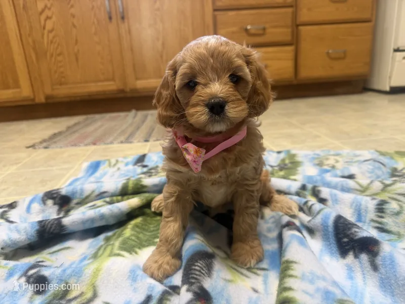 Nina  – Cavapoo puppy for sale in Thorp, WI