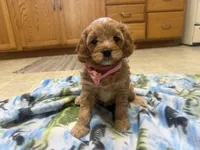 Nina , a female Cavapoo for sale in Thorp, WI – 1 of 10