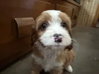 Bella, a female Cavapoo for sale in Thorp, WI – 5 of 10