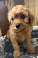 Buddy, a male Cavapoo for sale in Thorp, WI – 4 of 10