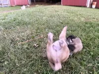 AKC Reed, a male Pug for sale in Thorp, WI – 10 of 10