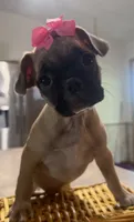 Daisy, a female French Bulldog and Pug for sale in Thorp, WI – 5 of 10