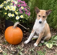 Lucky, a female Shiba Inu and Shetland Sheepdog for sale in Thorp, WI – 5 of 10