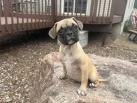 Daisy, a female French Bulldog and Pug for sale in Thorp, WI – 10 of 10
