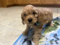 Nolan, a male Cavapoo for sale in Thorp, WI – 6 of 10