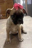 Daisy, a female French Bulldog and Pug for sale in Thorp, WI – 2 of 10