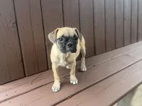 Daisy, a female French Bulldog and Pug for sale in Thorp, WI – 4 of 10