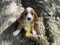 Rusty, a male Cavapoo for sale in Thorp, WI – 1 of 10