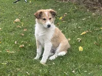 Jasper, a male Shiba Inu and Shetland Sheepdog for sale in Thorp, WI – 3 of 10