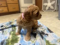 Nina , a female Cavapoo for sale in Thorp, WI – 3 of 10