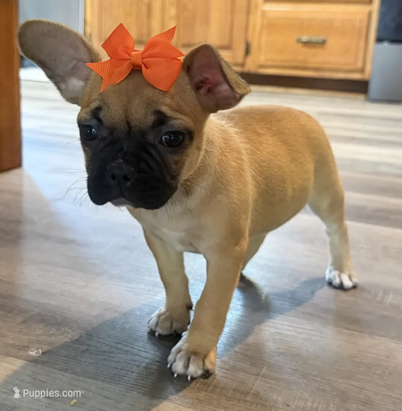 Patty – French Bulldog, Pug puppy for sale in Thorp, WI