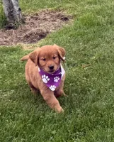 AKC Tassie , a female Golden Retriever for sale in Thorp, WI – 2 of 3