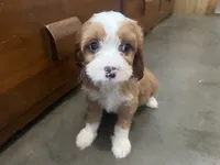 Bella, a female Cavapoo for sale in Thorp, WI – 6 of 10