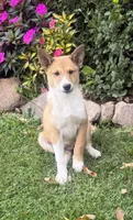 Lucky, a female Shiba Inu and Shetland Sheepdog for sale in Thorp, WI – 3 of 10