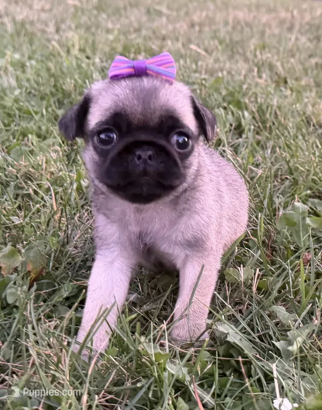 Raina – Pug puppy for sale in Thorp, WI