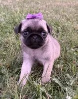 Raina, a female Pug for sale in Thorp, WI – 1 of 10