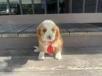 Ricky, a male Cavapoo for sale in Thorp, WI – 4 of 10