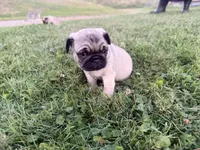 AKC Rocky, a male Pug for sale in Thorp, WI – 7 of 10