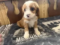 Sparky, a male Cavapoo for sale in Thorp, WI – 8 of 10