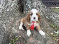 Ricky, a male Cavapoo for sale in Thorp, WI – 3 of 10