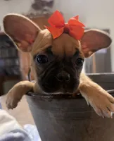Patty, a female French Bulldog and Pug for sale in Thorp, WI – 2 of 10