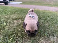 AKC Reed, a male Pug for sale in Thorp, WI – 4 of 10