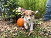 Jasper, a male Shiba Inu and Shetland Sheepdog for sale in Thorp, WI – 8 of 10