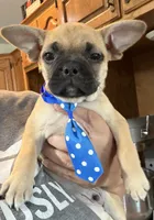 Waffle, a male French Bulldog and Pug for sale in Thorp, WI – 9 of 10