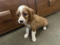 Jingle, a male Cavapoo for sale in Thorp, WI – 2 of 9