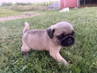 AKC Reed, a male Pug for sale in Thorp, WI – 5 of 10