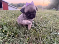 Raina, a female Pug for sale in Thorp, WI – 5 of 10