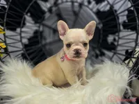 Pink collar cream, a female French Bulldog for sale in Conroe, TX – Photo 1 of 10