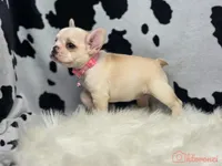 Pink collar cream, a female French Bulldog for sale in Conroe, TX – Photo 9 of 10