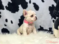 Pink collar cream, a female French Bulldog for sale in Conroe, TX – Photo 7 of 10