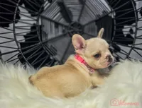 Pink collar cream, a female French Bulldog for sale in Conroe, TX – Photo 6 of 10