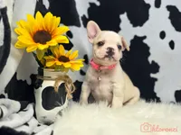 Pink collar cream, a female French Bulldog for sale in Conroe, TX – Photo 10 of 10