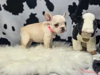 Pink collar cream, a female French Bulldog for sale in Conroe, TX – Photo 2 of 10