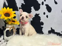 Pink collar cream, a female French Bulldog for sale in Conroe, TX – Photo 4 of 10