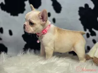 Pink collar cream, a female French Bulldog for sale in Conroe, TX – Photo 5 of 10