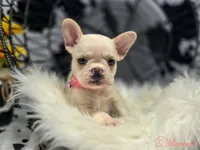 Pink collar cream, a female French Bulldog for sale in Conroe, TX – Photo 3 of 10